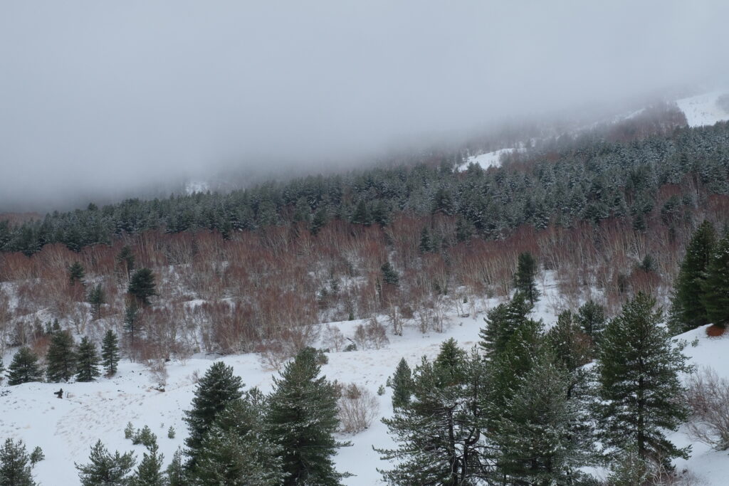 Snowy trees on mount Etna