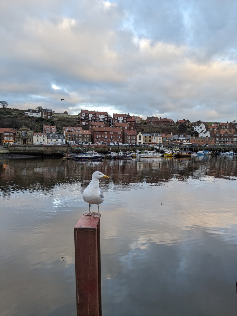 A seagull in Whitby